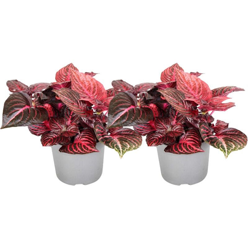 Plant In A Box - Iresine Herbstii 'Rouge' - Set de 2 - Plante à tige - Pot 13cm - Hauteur 20-30cm - Rouge
