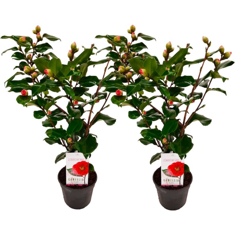 Plant In A Box - Camellia japonica 'Dr. King' - Set de 2 - Rose - Pot 15cm - Hauteur 50-60cm - Rose