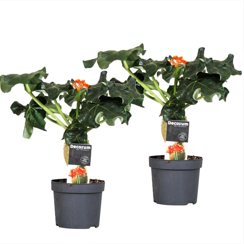 Plant In A Box - Jatropha Podagrica - Set de 2 - Pot 13cm - Hauteur 25-45cm - Orange