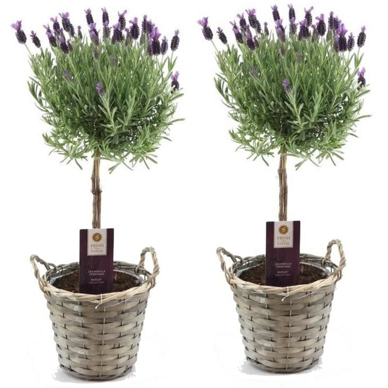 Plant In A Box - Lavandula - Lavande dans un panier - Set de 2 - Pot 15cm - Hauteur 45-55cm - Violet