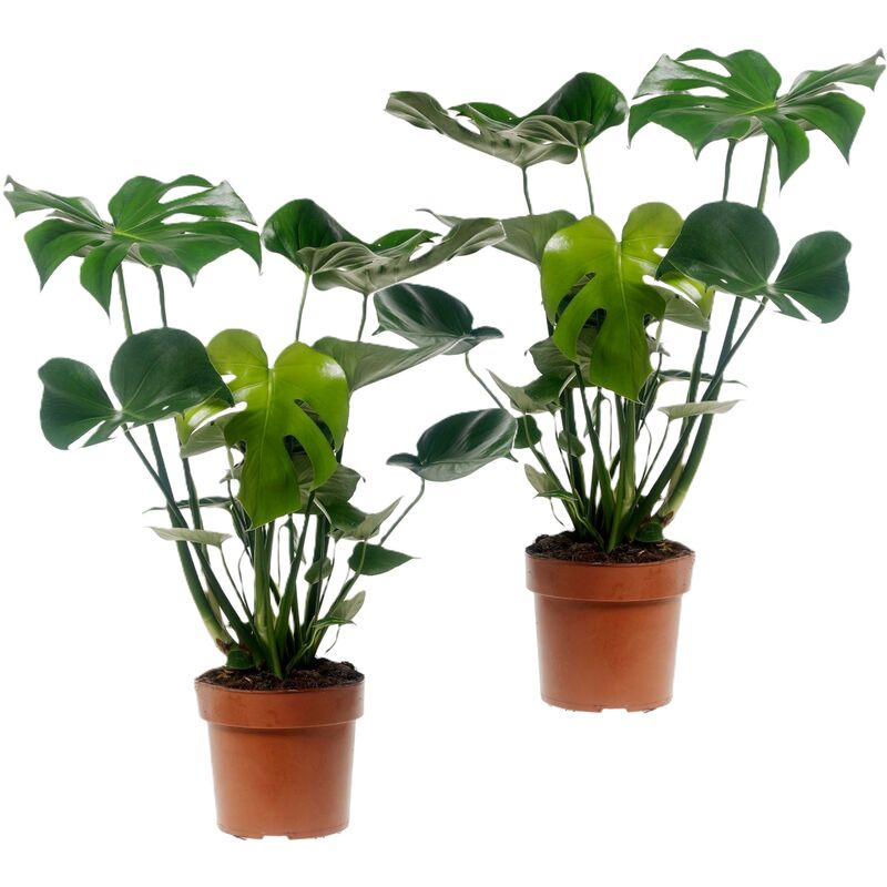 Plant In A Box - Monstera Deliciosa - Set de 2 - ⌀ 17cm - Hauteur 50-60cm - Vert