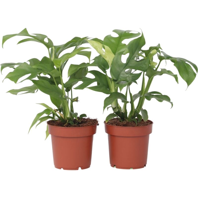 Plante à trous - Set de 2 - Rhaphidophora tetrasperma - Hauteur 20-30cm - ⌀12cm