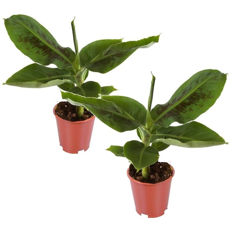 Musa 'Oriental Dwarf' - Set de 2 - Plants de bananes - Pot 12cm - Hauteur 25-40 - Vert