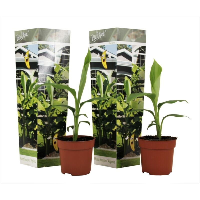 Musa Basjoo - Set de 2 - Plante de banane - Jardin - Pot 9cm - Hauteur 25-40cm - Jaune