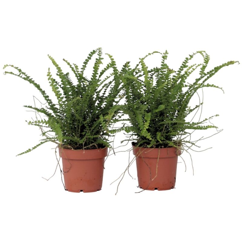 Plant In A Box - Fougère de Duff - Set de 2 - Nephrolepis 'Duffii' - Hauteur 25-40cm - ⌀12cm