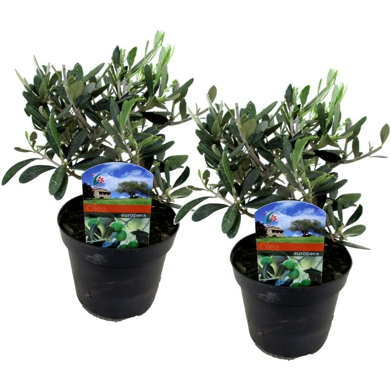 Plant In A Box - Olea Europaea - Set de 2 - Buisson d'olivier - Pot 14cm - Hauteur 25-40cm - Blanc
