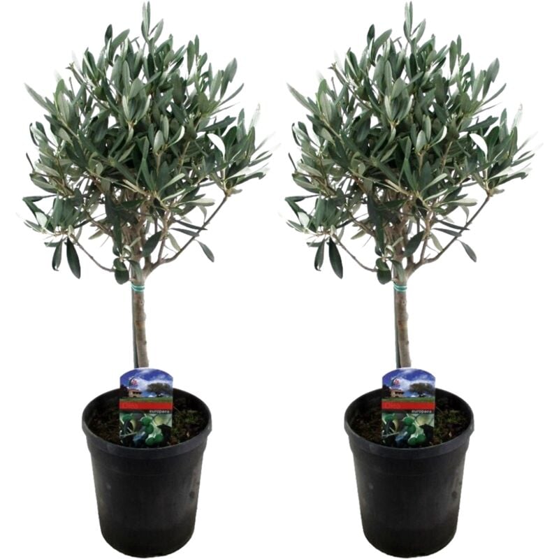 Plant In A Box - Olea Europaea - Set de 2 - Olivier sur tige - Pot 14cm - Hauteur 50-60cm - Blanc