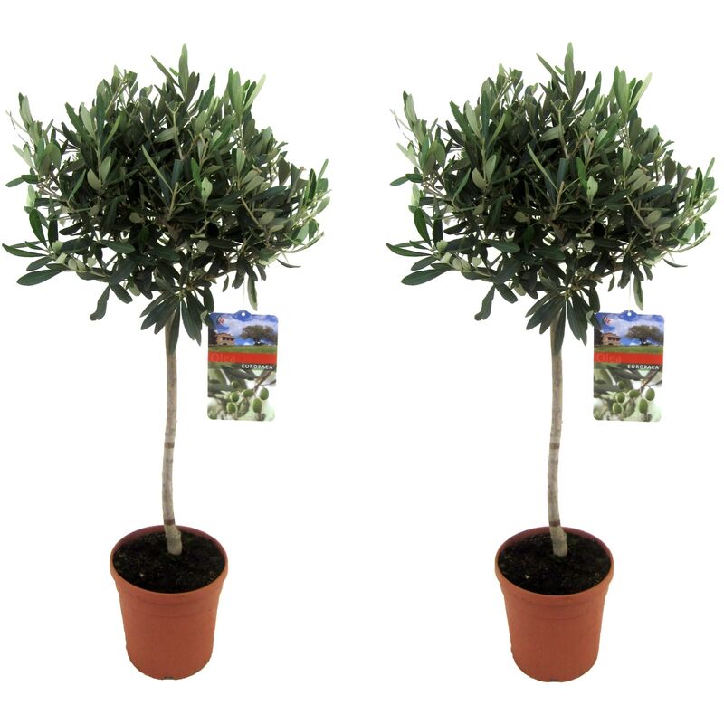 Plant In A Box - Olea Europaea - Set de 2 - Olivier sur tige - Pot 21cm - Hauteur 90-100cm