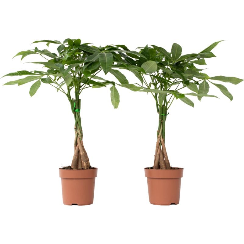 Plant In A Box - Arbre à argent - Set de 2 - Pachira aquatica - Hauteur 60-70cm - ⌀17cm