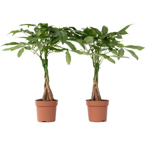 Set de 2 Pachira - pot ⌀17cm - H.60-70cm (hauteur pot incluse)