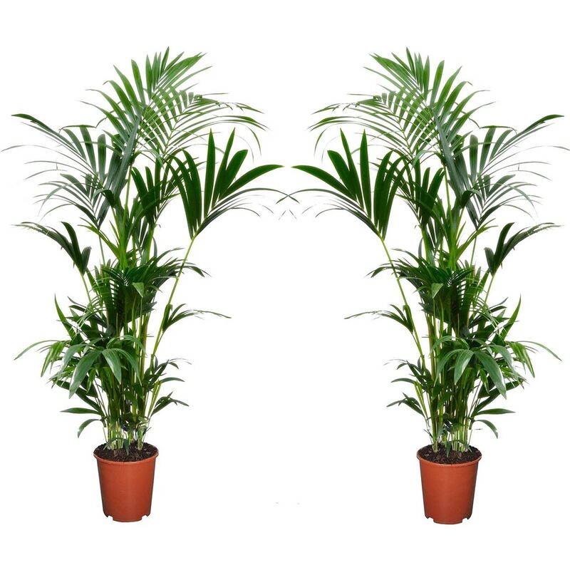 Plant In A Box - Palmier Kentia - Set de 2 - Howea Forsteriana - Pot 18cm - Hauteur 90-100cm - Vert