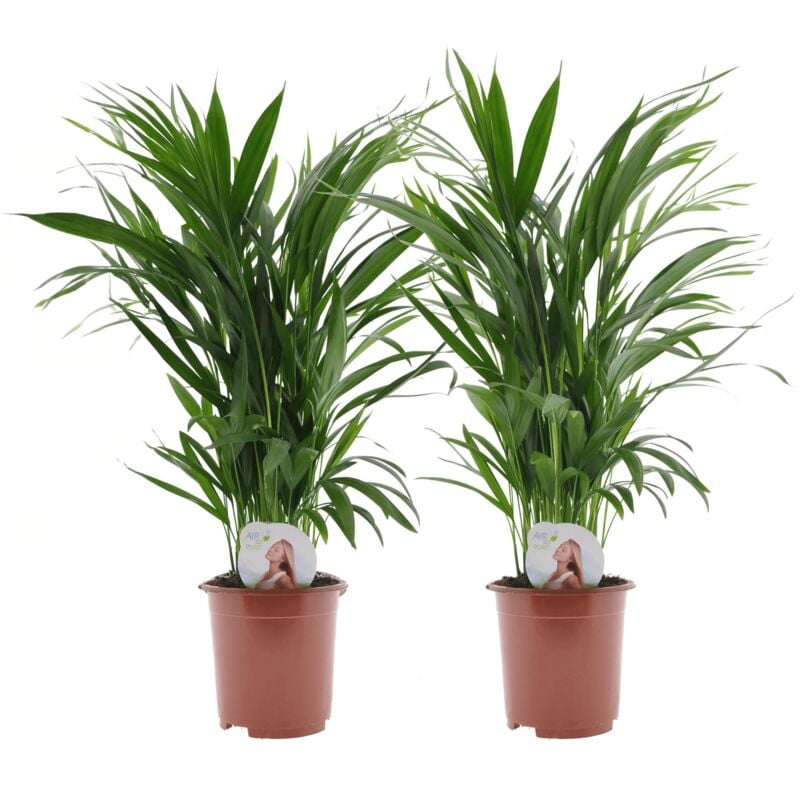 Plant In A Box - Dypsis Lutescens - Areca Palmier D'or - Set de 2 - Pot 17cm - Hauteur 60-70cm - Vert