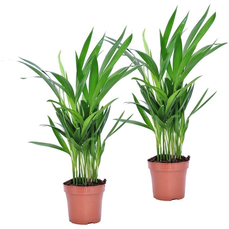 Plant In A Box - Dypsis Lutescens - Areca Palmier D'or - Set de 2 - Pot 12cm - Hauteur 30-45cm - Vert