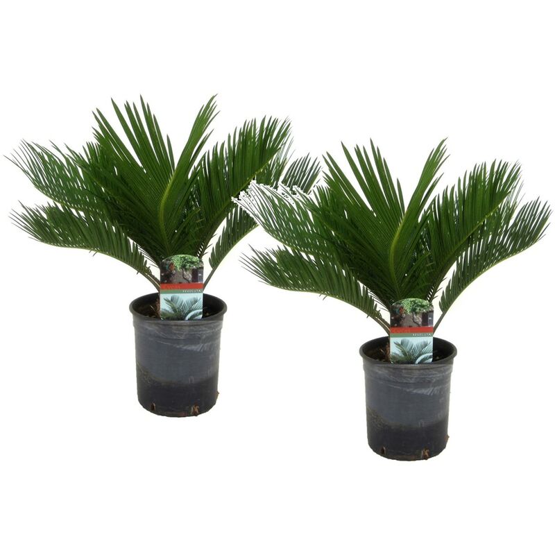 Plant In A Box - Cycas Revoluta - Set de 2 - Palmier fougère - Pot 15cm - Hauteur 45-60cm - Vert