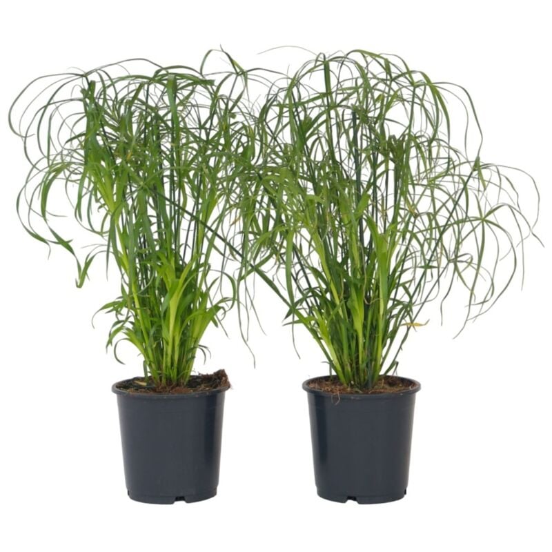 Plant In A Box - Papyrus - Set de 2 - Cyperus alternifolius - Hauteur 40-50cm - ⌀14cm