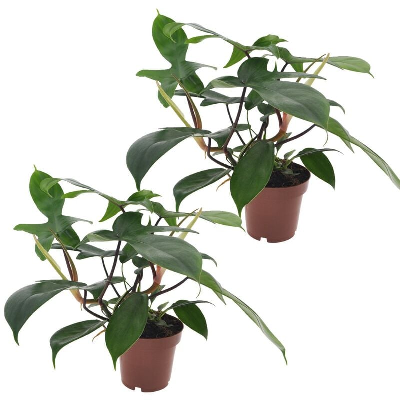 Philodendron 'Vert de Floride' - Set de 2 - Pot 12cm - Hauteur 20-30cm - Vert