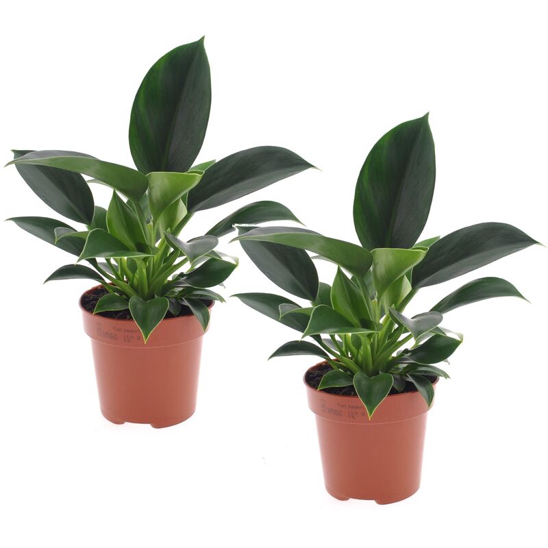 Plant In A Box - Philodendron 'Princesse verte' - Set de 2 - Pot 12cm - Hauteur 20-30cm - Vert