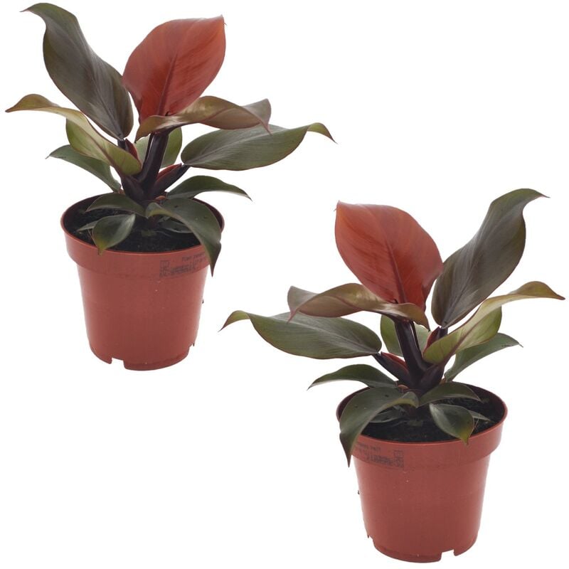 Plant In A Box - Philodendron 'Lumière du soleil' - Set de 2 - Pot 12cm - Hauteur 20-30cm - Vert