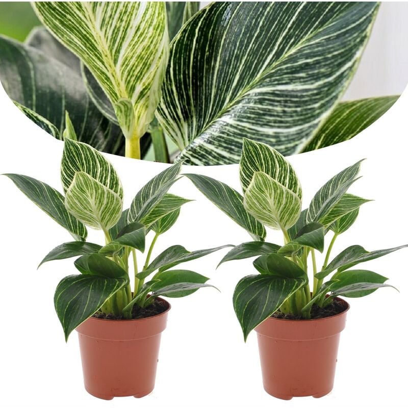 Plant In A Box - Philodendron 'Vague blanche' - Set de 2 - Pot 12cm - Hauteur 20-30cm - Vert