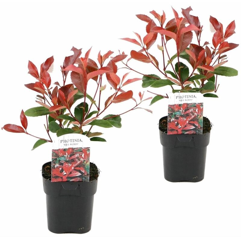 Plant In A Box - Photinia fraseri 'Red Robin' - Set de 2 - Persistantes - ⌀17cm - Hauteur 30-40cm - Blanc