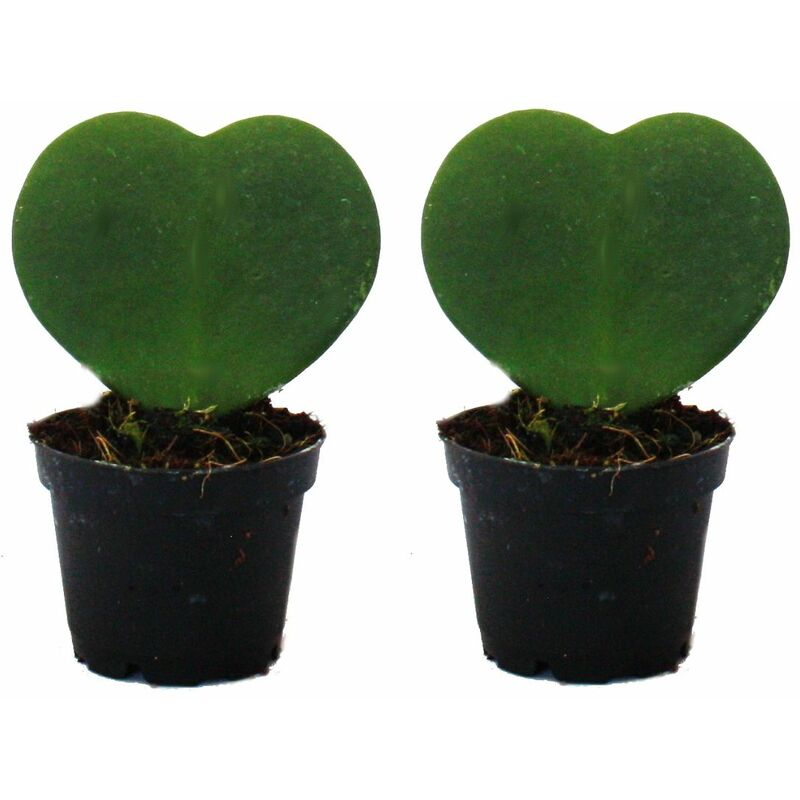 Exotenherz - Set de 2 plantes Hoya kerii - feuille de coeur, plante de coeur ou petite chérie - en pot de 6cm