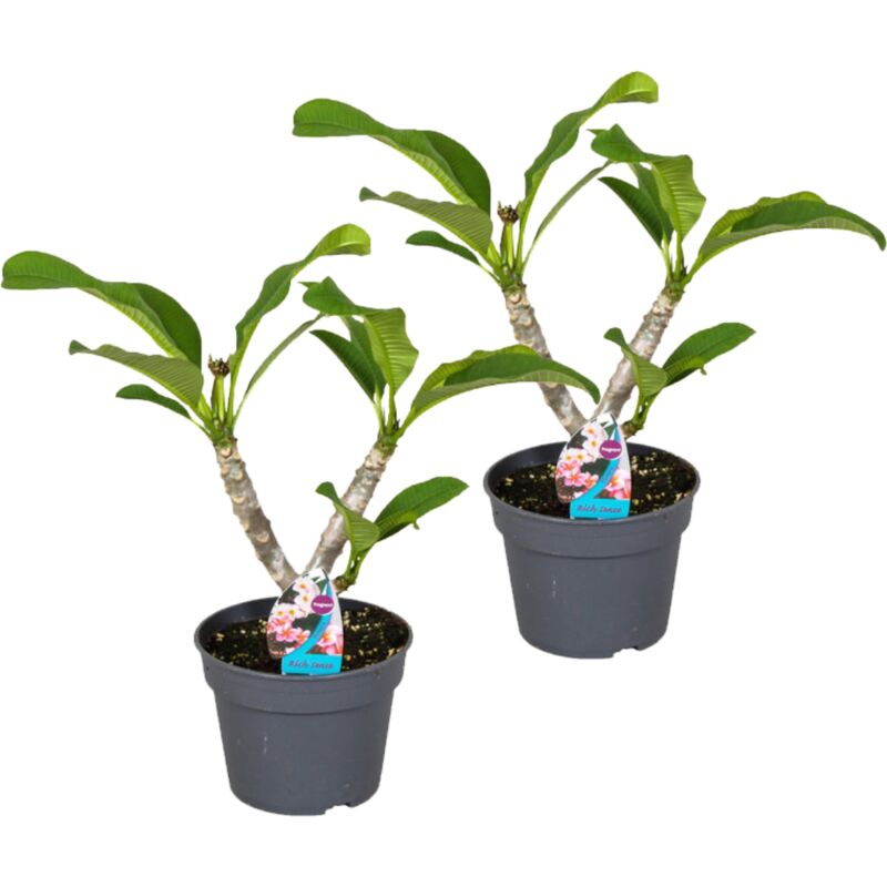 Plant In A Box - Plumeria Frangipani Hawaii - Set de 2 - Pot 17cm - Hauteur 45-55cm - Rose