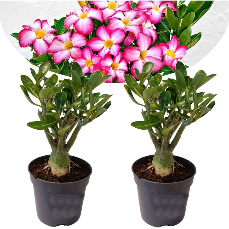 Plant In A Box - Adenium Obesum - Set de 2 - Roses du désert - Pot 10.5cm - Hauteur 25-40cm - Rose