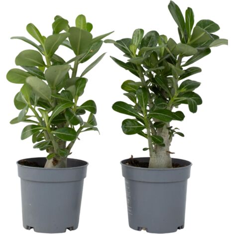Set de 2 Roses du désert - pot ⌀12 cm - H.20-30cm (hauteur pot incluse)