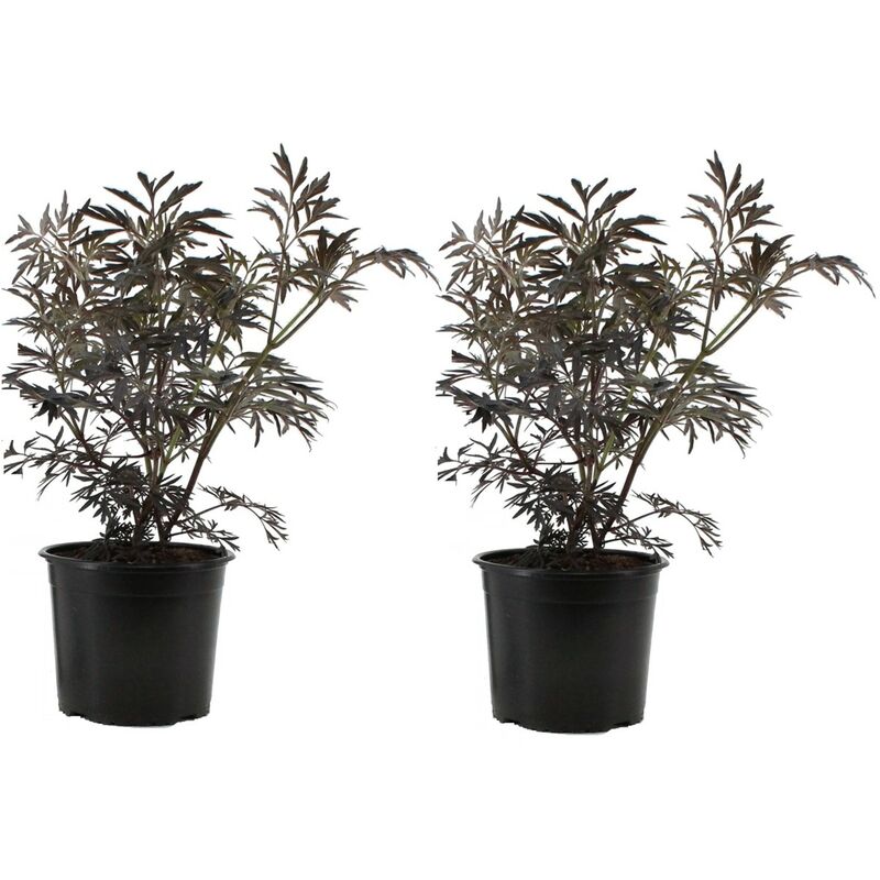 Plant In A Box - Sambucus nigra 'Black Lace' - Set de 2 - Pot 17cm - Hauteur 25-40cm - Rose