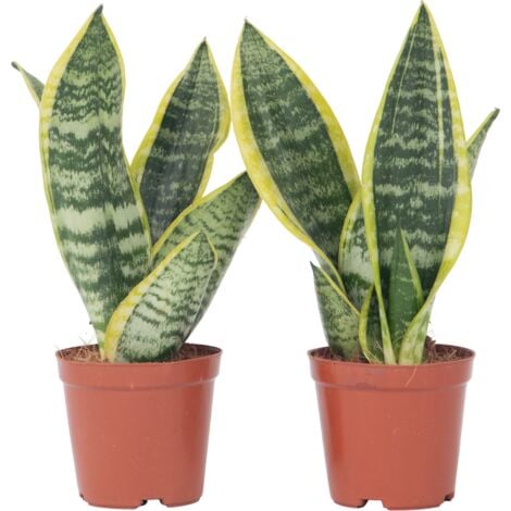 Set de 2 Sansevieria Laurentii - pot ⌀12 cm - H.30-40cm (hauteur pot incluse)
