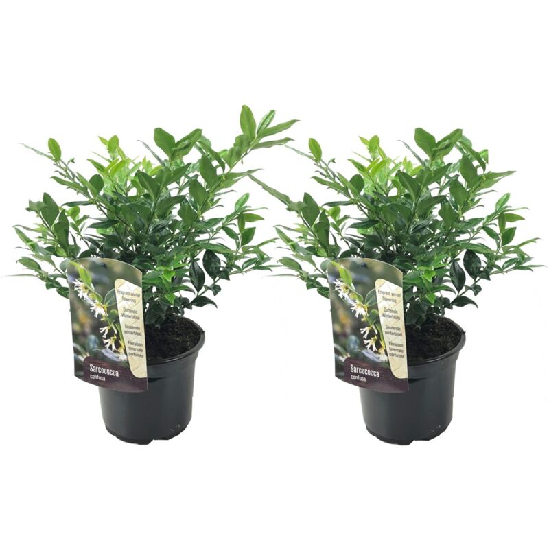 Plant In A Box - Sarcocoque confus - Set de 2 - Sarcococca 'Confusa' - Hauteur 30-40cm - ⌀17cm