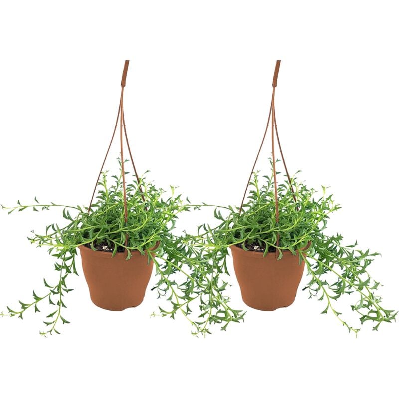 Plant In A Box - Senecio peregrinus - Set de 2 - Collier de dauphin - Pot 12cm - Hauteur 10-20cm - Vert