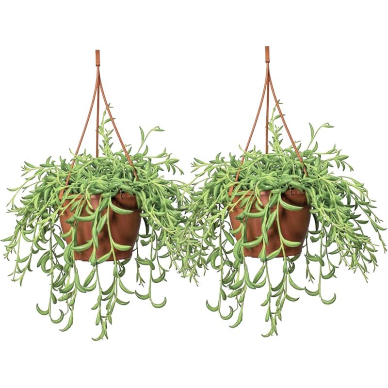 Plant In A Box - Senecio radicans - Set de 2 - chapelet de bananes - Pot 12cm - Hauteur 10-20cm - Vert