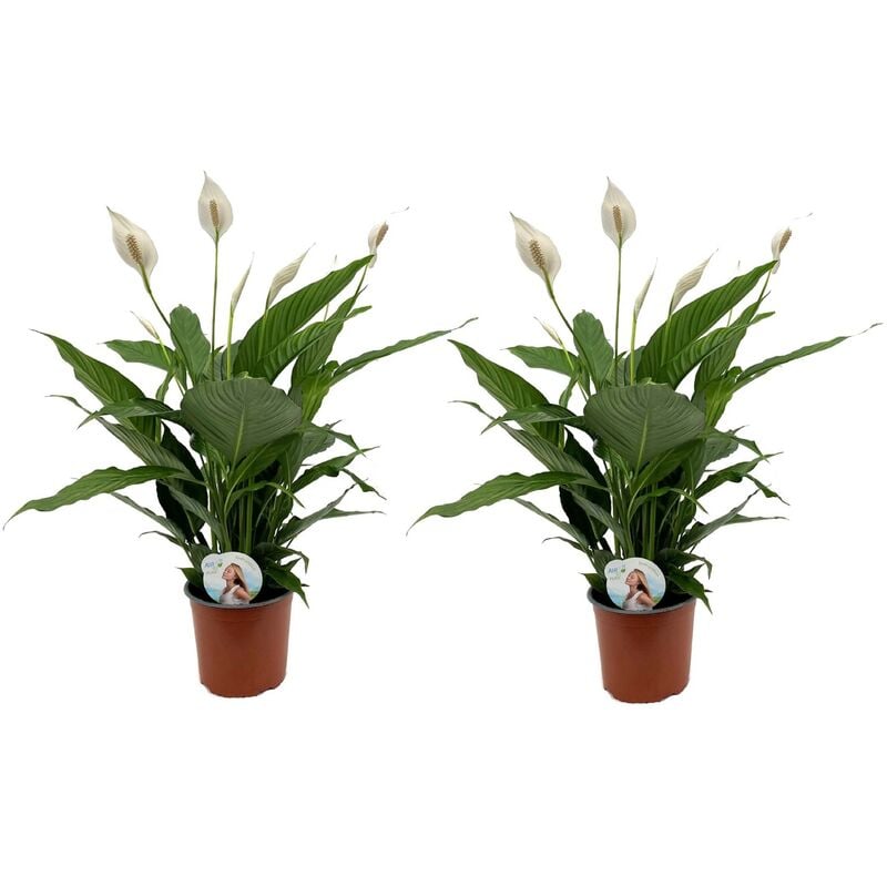 Plant In A Box - Spathiphyllum Lima 'lys de la paix' - Set de 2 - Pot 17cm - Hauteur 60-75cm - Blanc
