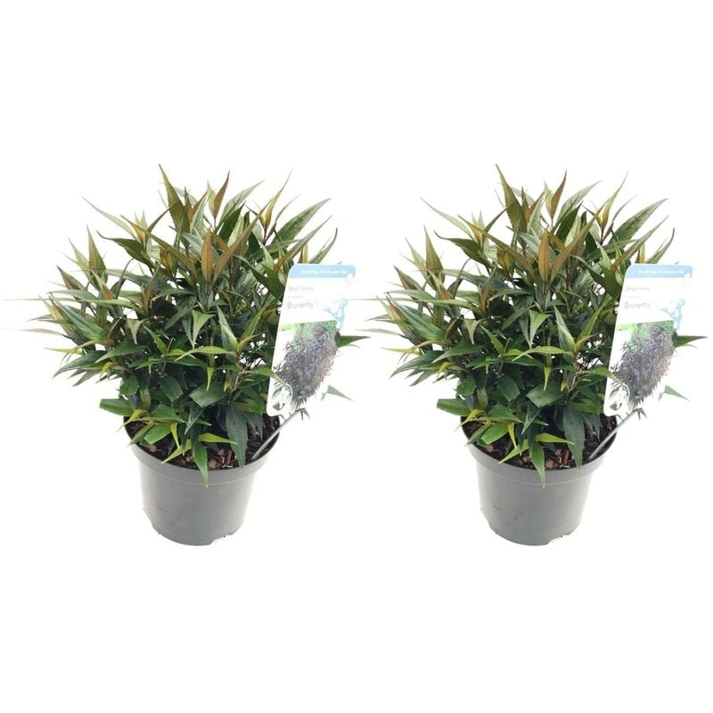 Plant In A Box - Strobilanthes anisophyllus Brunetthy - Set de 2 - Pot 17cm - Hauteur 25-40cm - Violet