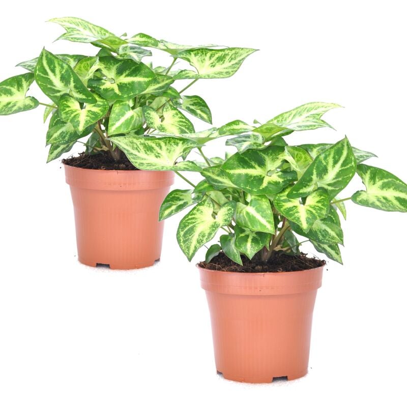 Plant In A Box - Syngonium 'Pixie' - Set de 2 - Plante fléchée - Pot 12cm - Hauteur 25-40cm - Vert