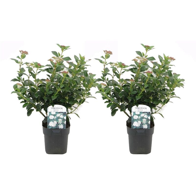 Plant In A Box - Viburnum Tinus - Set de 2 - Véritable laurier - Pot 17cm - Hauteur 25-40cm - Blanc
