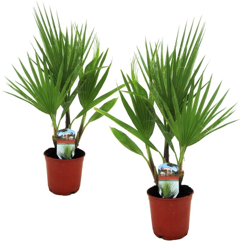 Plant In A Box - Washingtonia Robusta - Set de 2 - Palmier éventail - Pot 15cm - Hauteur 50-60cm - Vert