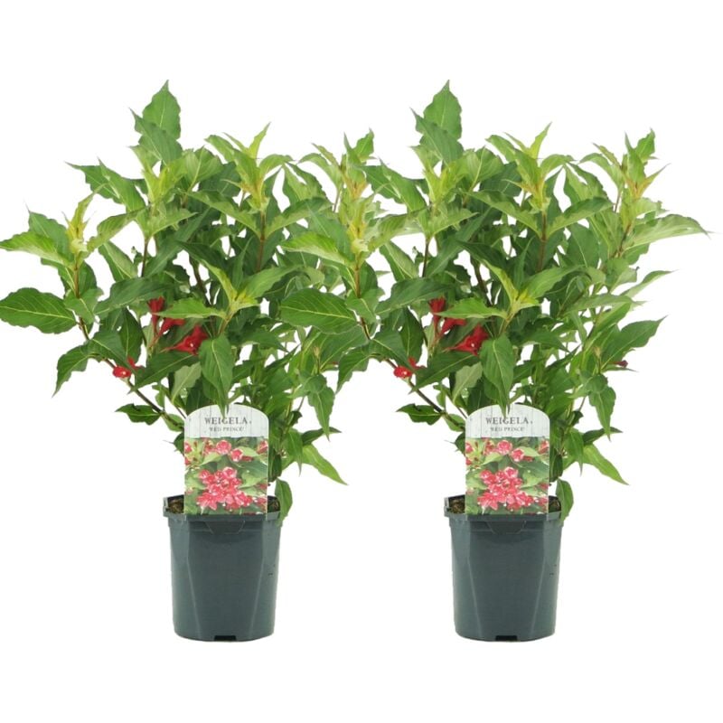 Plant In A Box - Weigela florida 'Red Prince' - Set de 2 - arbuste - Pot 17cm - Hauteur 25-40cm - Rouge