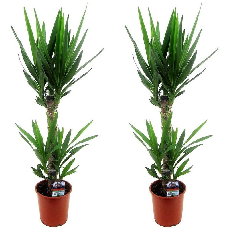 Plant In A Box - Yucca Elephantipes - Set de 2 - Palmier d'ambiance - ⌀ 17cm - Hauteur 70-80cm - Vert