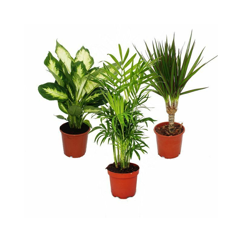 Set de 3, 1x Dieffenbachia, 1x Chamaedorea (palmier de montagne) 1x Dracena marginata (arbre dragon), 10-12cm pot