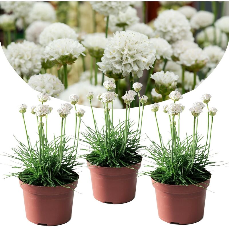 Plant In A Box - Armeria maritima - Set de 3 - Jardin blanches - Pot 12cm - Hauteur 20-30cm - Blanc