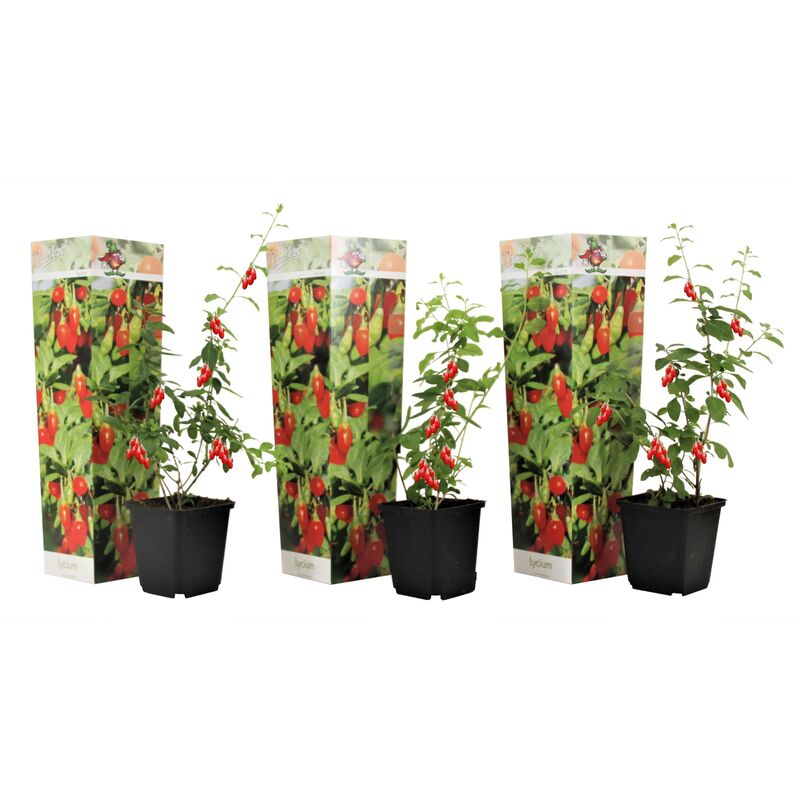 Plant In A Box - Lycium Barbarum - Set de 3 - Plantes de Goji - Pot 9cm - Hauteur 25-40cm - Violet