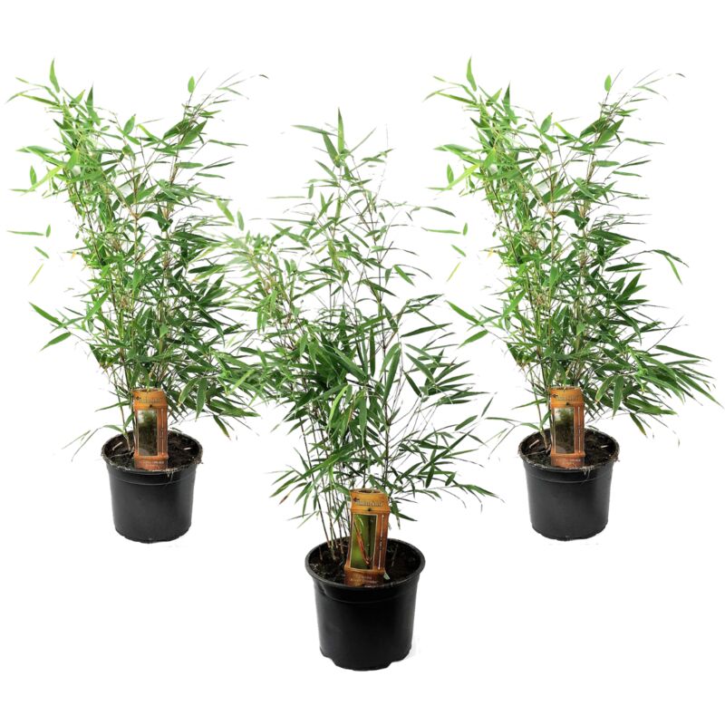 Plant In A Box - Fargesia Rufa - Set de 3 - Bambou non poussant - Pot 13cm - Hauteur 25-40cm - Vert