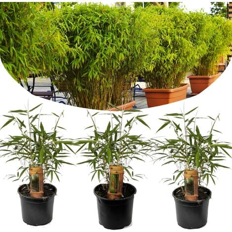 Set de 3 bambous verts persistants et non invasifs - pot ⌀12cm-H.25-40 cm (hauteur pot incluse)