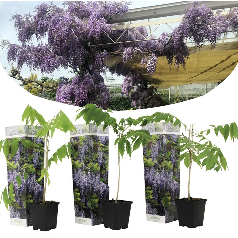 Plant In A Box - Wisteria sinensis - Set de 3 - Pluie bleue - Pot 9cm - Hauteur 25-40cm - Violet