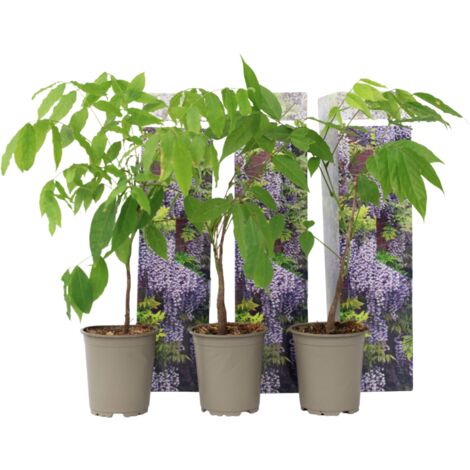 Set de 3 Blue Wisteria - pot ⌀9cm - H.25-40cm (hauteur pot incluse)