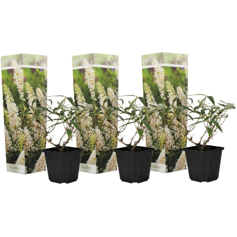 Plant In A Box - Arbustes papillons - Buddleja blanc - Set de 3 - Pot 9cm - Hauteur 25-40cm - Blanc