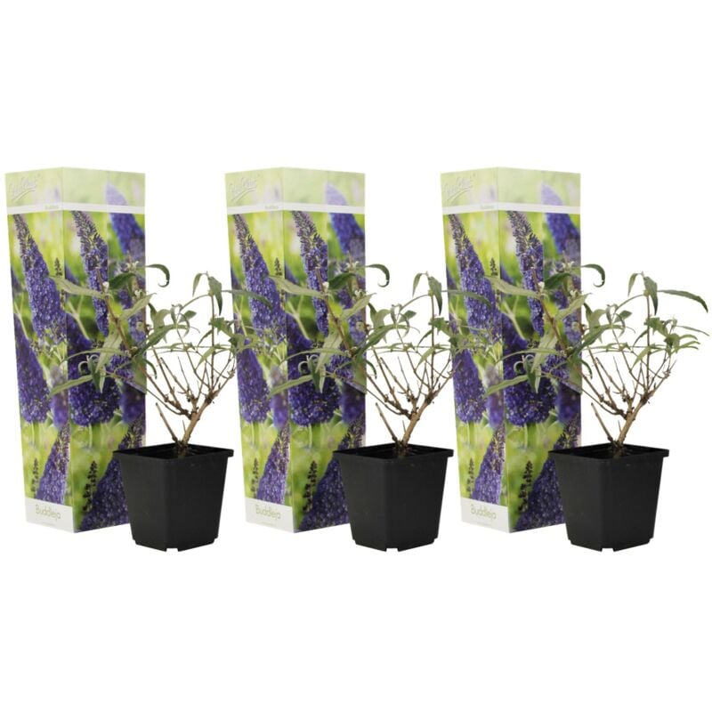 Plant In A Box - Arbustes à papillons - Buddleja violet - Set de 3 - Pot 9cm - Hauteur 25-40cm - Violet