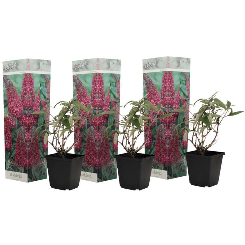 Plant In A Box - Buisson à papillons - Buddleja Pink - Set de 3 - Pot 9cm - Hauteur 25-40cm - Rose